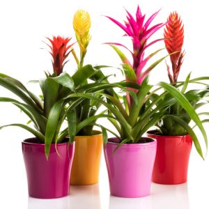 Introduction of Bromeliads get a quote