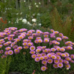 Erigeron ‘Rotes Meer’ – Erigeron ‘Red Sea’ – Fleabane – get a quote
