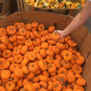 Pumpkin – extra small get a quote