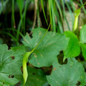Pinellia ternata – get a quote