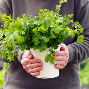 Growing Cilantro get a quote