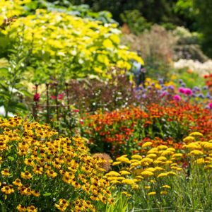 Introduction of perennials get a quote