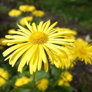 Doronicum orientale – Doronicum caucasicum – Leopard’s Bane – get a quote