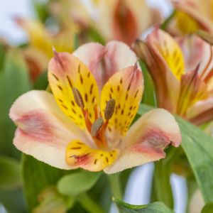 Alstroemeria ligtu – St. Martin’s Flower – Peruvian lily get a quote