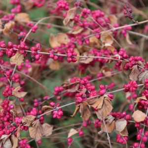 Symphoricarpos orbiculatus – Indian Currant – Buckbrush – Indian Currant Coralberry – Snowberry – Coralberry – get a quote