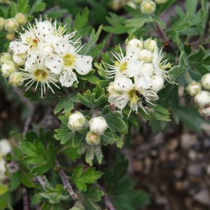 Crataegus meyeri – Hawthorn – May – get a quote