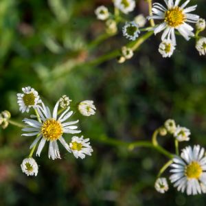 Boltonia asteroides – False Chamomile – get a quote