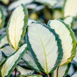 Calathea picturata ‘Argentea’ – get a quote