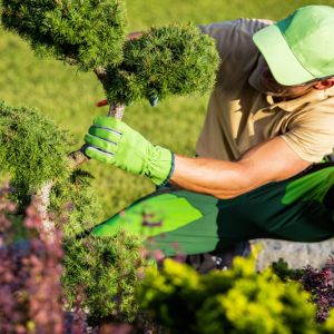 Buy How to... Plants