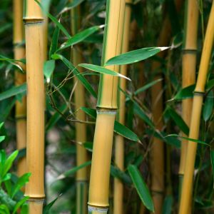 Introduction to Grasses and Bamboos get a quote