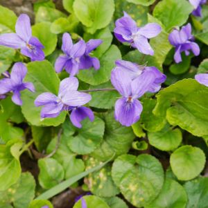 Browallia speciosa ‘Blue Bells’ – Bush Violet – Sapphire Flower – Amethyst Violet – Bush Violet – get a quote