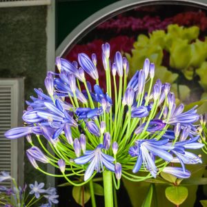 Agapanthus Headbourne Hybrids – African lily-of-the-Nile – African blue lily get a quote