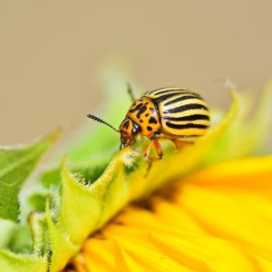 Colorado Poato Beetle – Leptinotarsa decemlineata get a quote