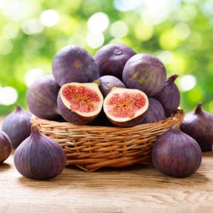 Growing Figs get a quote