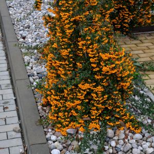 Pyracantha ‘Orange Glow’ – Firethorn – get a quote