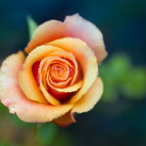 Rosa ‘Cherry Brandy’ – get a quote