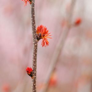 Euptelea pleiosperma – get a quote