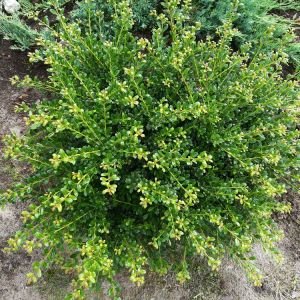 Ilex crenata ‘Convexa’ – Ilex crenata ‘Bullata’ – Japanese Holly – Holly – get a quote