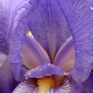 Iris pallida – Iris pallida var. dalmatica get a quote