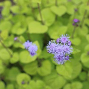 Ageratum houstonianum ‘Atlantic Plus’ – Floss Flower get a quote