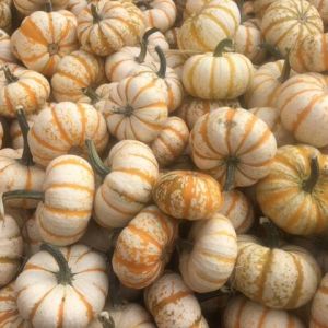 Pumpkemons Squash get a quote