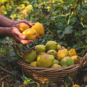 Growing Pears get a quote