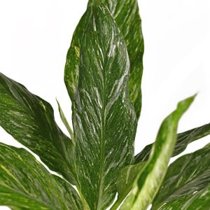 Spathiphyllum ‘Variegata’  – Peace Lily – get a quote