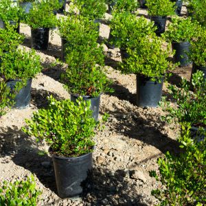 Arctostaphylos densiflora ‘Howard McMinn’- Sonoma Manzanita ‘Howard McMinn’ – Comarostaphylis – Bearberry – Manzanita get a quote