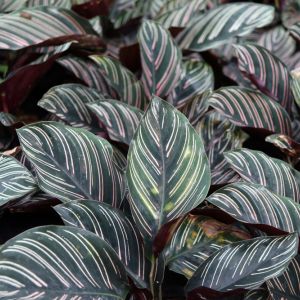 Calathea sanderiana – Calathea majestica – Sanderiana’ – Calathea ornata var. sanderiana – Calathea ‘Sanderiana’ – get a quote