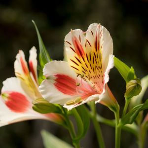 Alstroemeria ‘Sweetheart’ – Peruvian lily get a quote