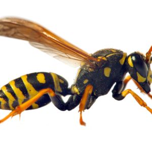 German Wasp – Vespula germanica get a quote