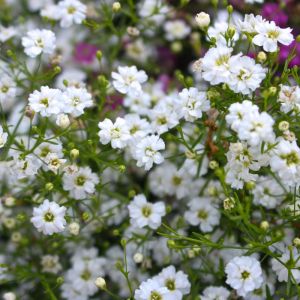 Gypsophila elegans – Annual Baby’s Breath – get a quote
