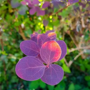 Cotinus coggygria ‘Flame’ – Cotinus ‘Flame’ – Smoke Tree – Smoke Bush – get a quote