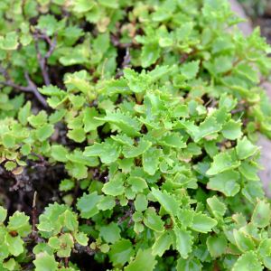 Sedum populifolium – Hylotelephium – Stonecrop – get a quote