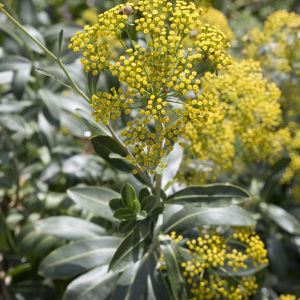 Bupleurum fruticosum – Shrubby Hare’s Ear – Thorow-wax – get a quote