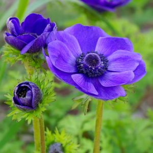 Anemone coronaria De Caen ‘Mr. Fokker’ – Poppy anemone – Wind Poppy – Florist’s Anemone –  Windflower get a quote