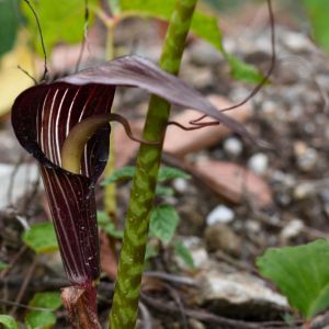 Arisaema speciosum – Jack in the Pulpit get a quote