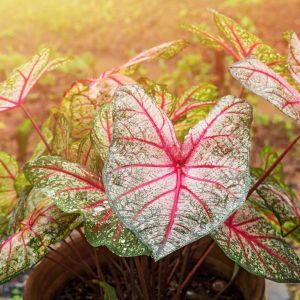 Caladium bicolor ‘White Queen’ – Caladium x hortulanum ‘White Queen’ – Angel Wings – Fancy-leafed Caladium – Elephant’s Ear – Heart of Jesus – Mother-in-law Plant – get a quote