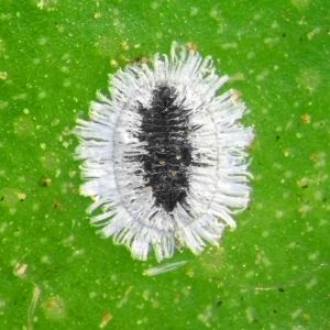 Mulberry Whitefly – Tetraleurodes mori get a quote