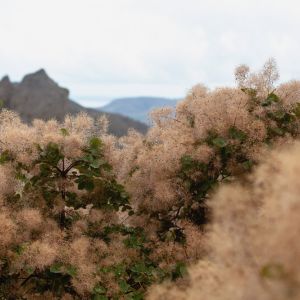 Cotinus coggygria ‘Pink Champagne’ – Rhus cotinus – Venetian sumac – Eurasia Smoke Bush – Smoke Tree – Smoke Bush – get a quote
