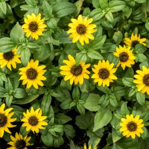 Sanvitalia procumbens ‘Gold Braid’ – Creeping Zinnia – get a quote