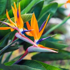 Strelitzia reginae – Bird of Paradise get a quote