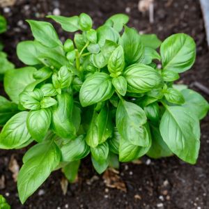 Growing Basil get a quote