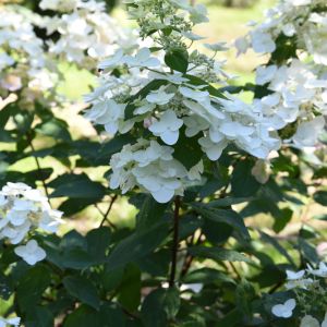 Hydrangea paniculata ‘Pee Wee’  – Panicle Hydrangea – get a quote