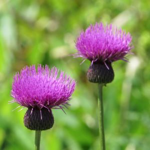 Cirsium japonicum – get a quote