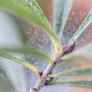 Buy House Plant Pests and Diseases Plants