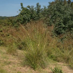 Stipa gigantea – Giant Feather Grass – Golden Oats – Achnatherum – Feather Grass – Needle grass – Spear Grass get a quote