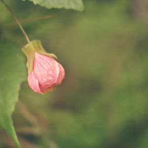 Abutilon x hybridum ‘Cascade Dawn’  – Cascade Dawn Flowering Maple – get a quote