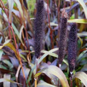 Pennisetum glaucum – Ornamental MIllet get a quote