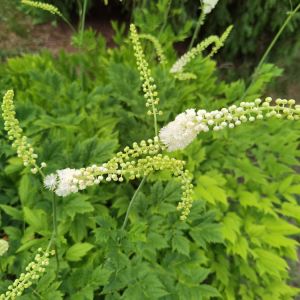 Cimicifuga dahurica – Bugbane – Cohosh – get a quote